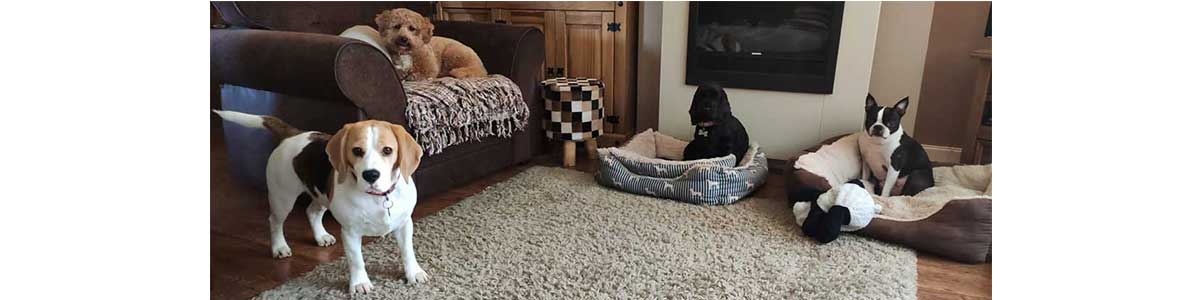 home dog boarding in rotherham