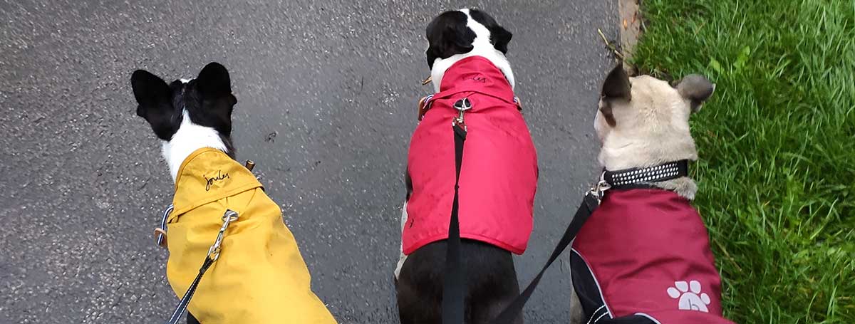 dog sitting rotherham, dog sitting sheffield, dog sitting barnsley