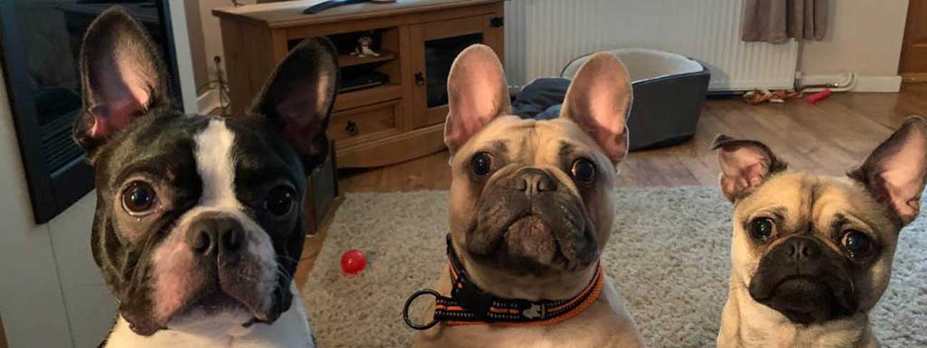 dog boarding anston sheffield - doggy daycare rotherham