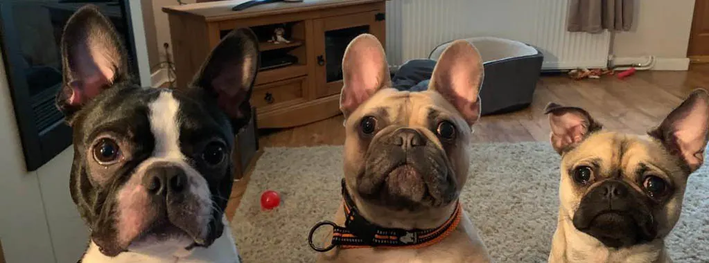 happy dog sitting sheffield , doggy daycare and holiday b