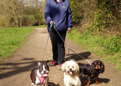 latest guests for happy dog sitting dinnington anston rotherham
