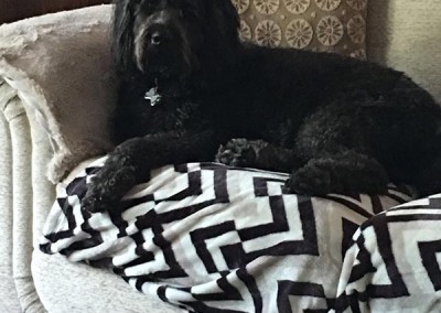 happy dog sitting rotherham sheffield